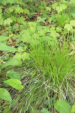 Carex umbrosa \ Schatten-Segge / Umbrosa Sedge, D Günzburg 8.5.2010