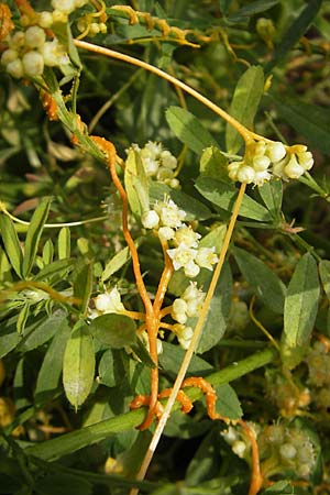 Cuscuta campestris \ Amerikanische Seide / Yellow Dodder, D Mannheim 29.9.2010