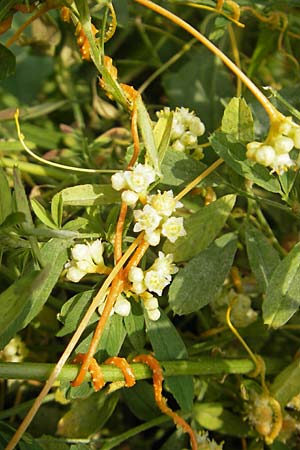 Cuscuta campestris \ Amerikanische Seide / Yellow Dodder, D Mannheim 29.9.2010