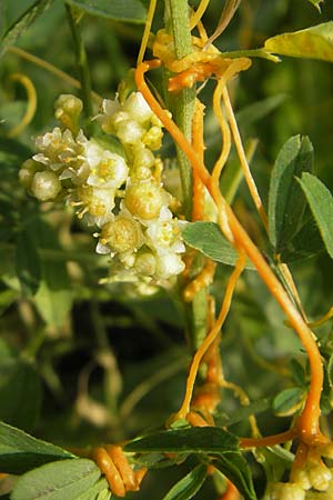 Cuscuta campestris \ Amerikanische Seide / Yellow Dodder, D Mannheim 29.9.2010
