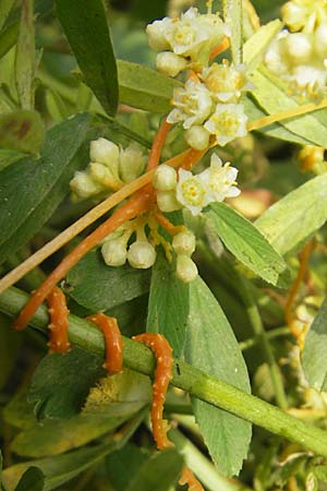 Cuscuta campestris \ Amerikanische Seide / Yellow Dodder, D Mannheim 29.9.2010