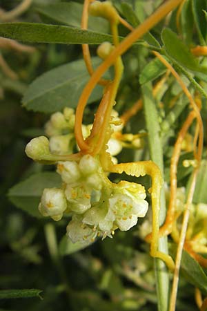 Cuscuta campestris \ Amerikanische Seide / Yellow Dodder, D Mannheim 29.9.2010