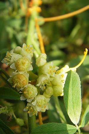 Cuscuta campestris \ Amerikanische Seide / Yellow Dodder, D Mannheim 29.9.2010
