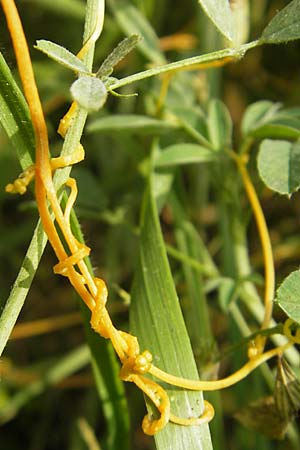 Cuscuta campestris \ Amerikanische Seide / Yellow Dodder, D Mannheim 29.9.2010