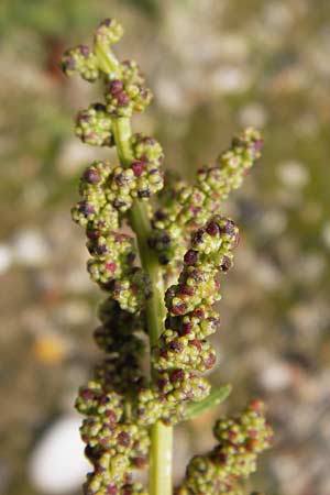 Chenopodium rhombifolium \ Sgeblttriger Gnsefu / Serrate-Leaved Goosefoot, D Mannheim 21.9.2013