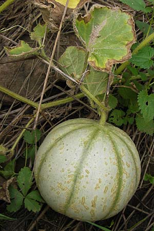 Cucumis melo \ Zucker-Melone, Honig-Melone / Musk Melon, D Mannheim 25.9.2013
