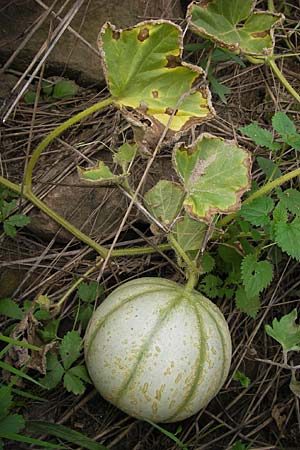 Cucumis melo \ Zucker-Melone, Honig-Melone / Musk Melon, D Mannheim 25.9.2013