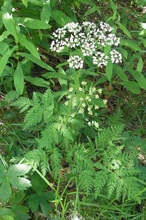 Chaerophyllum villarsii \ Villars' Klberkropf / Villars' Chervil, D Immenstadt 21.6.2011