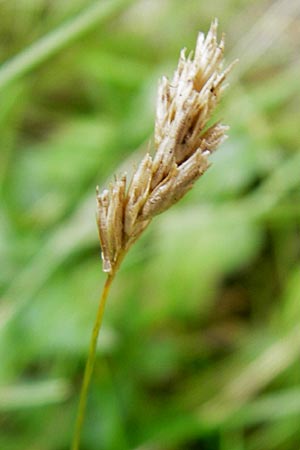 Sesleria caerulea \ Kalk-Blaugras / Moor Grass, D Berchtesgaden 20.6.2011