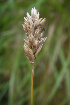 Sesleria caerulea \ Kalk-Blaugras / Moor Grass, D Berchtesgaden 20.6.2011