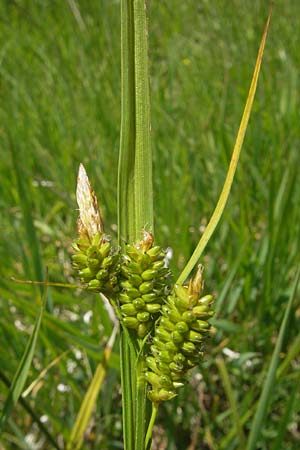 Carex pallescens \ Bleiche Segge / Pale Sedge, D Oberstdorf 22.6.2011