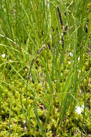 Carex nigra \ Braune Segge / Common Sedge, D Oberstdorf 22.6.2011