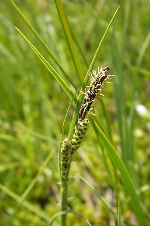 Carex nigra \ Braune Segge / Common Sedge, D Oberstdorf 22.6.2011