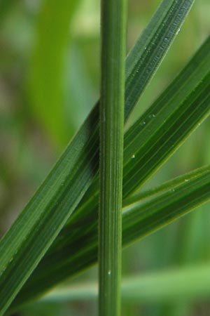 Carex disticha \ Zweizeilige Segge / Brown Sedge, Two-Ranked Sedge, D Velden 6.5.2012