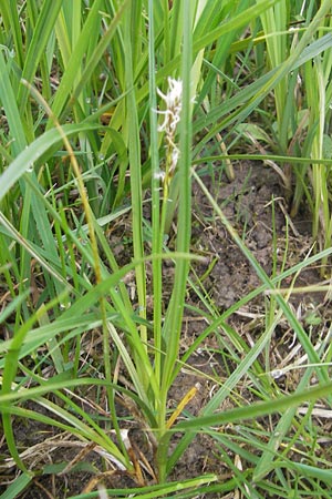 Carex disticha \ Zweizeilige Segge / Brown Sedge, Two-Ranked Sedge, D Velden 6.5.2012