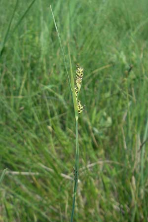 Carex hartmaniorum \ Hartmans Segge / Hartman's , D Pfalz, Speyer 29.5.2012