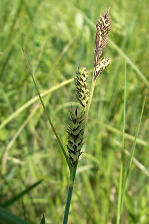 Carex hartmaniorum \ Hartmans Segge / Hartman's , D Pfalz, Speyer 29.5.2012