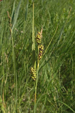 Carex hartmaniorum \ Hartmans Segge / Hartman's , D Pfalz, Speyer 29.5.2012