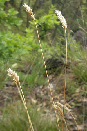 Sesleria caerulea \ Kalk-Blaugras / Moor Grass, D Kipfenberg 7.6.2012