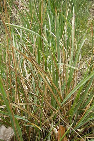 Sesleria caerulea \ Kalk-Blaugras / Moor Grass, D Kipfenberg 7.6.2012