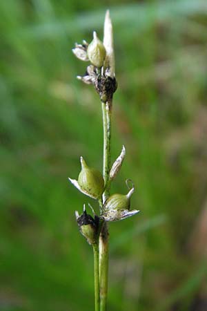 Carex alba \ Weie Segge / White Sedge, D Neuburg an der Donau 8.6.2012