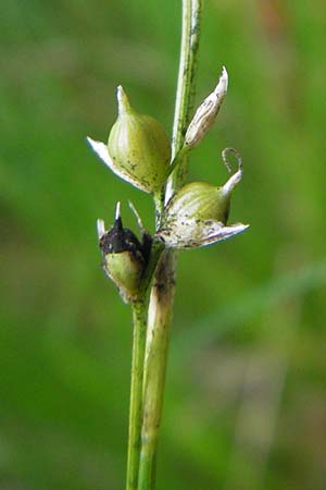 Carex alba \ Weie Segge / White Sedge, D Neuburg an der Donau 8.6.2012