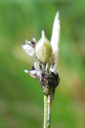 Carex alba \ Weie Segge / White Sedge, D Neuburg an der Donau 8.6.2012