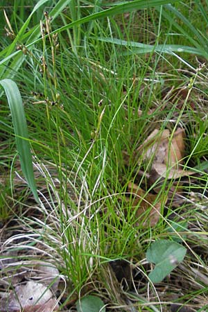 Carex alba \ Weie Segge / White Sedge, D Neuburg an der Donau 8.6.2012