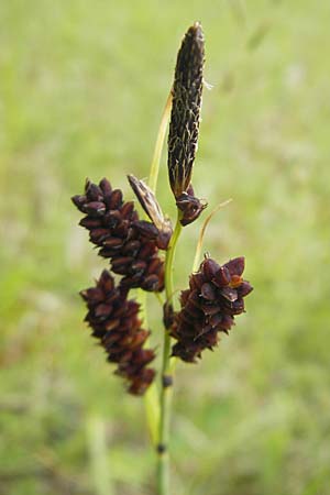 Carex flacca \ Blaugrne Segge / Blue Sedge, Carnation Grass, D Nördlingen 8.6.2012