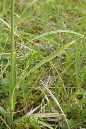 Carex flacca \ Blaugrne Segge / Blue Sedge, Carnation Grass, D Nördlingen 8.6.2012