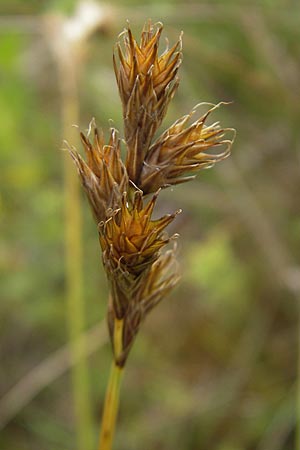 Carex ovalis \ Hasenfu-Segge, Hasenpfoten-Segge / Oval Sedge, D Hassloch 21.6.2012