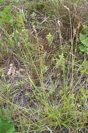 Carex ovalis \ Hasenfu-Segge, Hasenpfoten-Segge / Oval Sedge, D Hassloch 21.6.2012