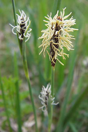 Carex panicea \ Hirse-Segge / Carnation Sedge, D Pfalz, Speyer 3.5.2013