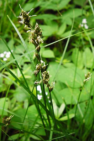 Carex polyphylla \ Unterbrochenhrige Segge / Berkeley Sedge, Grassland Sedge, D Hilzingen (Hegau) 3.5.2014