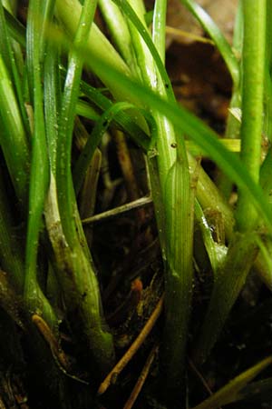 Carex polyphylla \ Unterbrochenhrige Segge / Berkeley Sedge, Grassland Sedge, D Hilzingen (Hegau) 3.5.2014