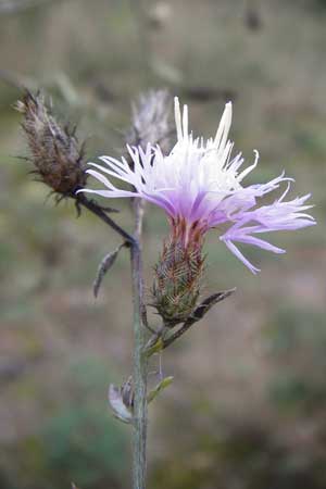Centaurea australis x diffusa \ Sandb&uuml;rtige Flockenblume / Hybrid Knapweed, D Mannheim 23.9.2014