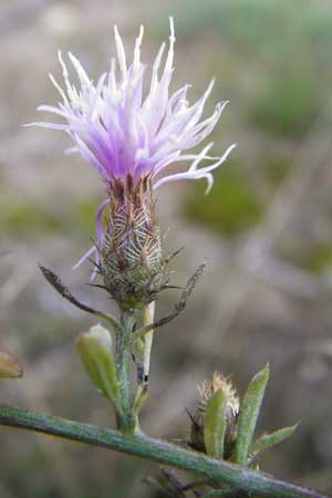 Centaurea australis x diffusa \ Sandb&uuml;rtige Flockenblume / Hybrid Knapweed, D Mannheim 23.9.2014