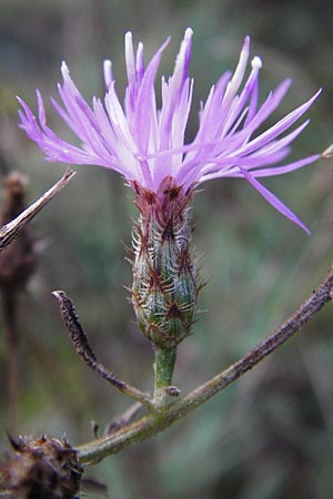 Centaurea australis x diffusa \ Sandb&uuml;rtige Flockenblume / Hybrid Knapweed, D Mannheim 23.9.2014