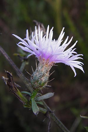 Centaurea diffusa \ Sparrige Flockenblume / Diffuse Knapweed, D Mannheim 23.9.2014