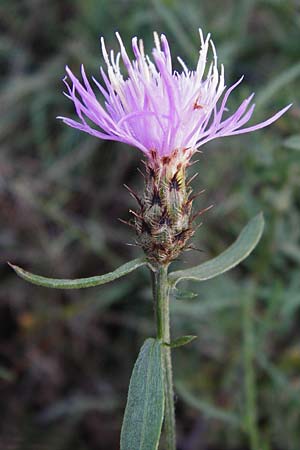 Centaurea australis x diffusa \ Sandb&uuml;rtige Flockenblume / Hybrid Knapweed, D Mannheim 23.9.2014