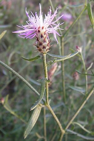 Centaurea australis x diffusa \ Sandb&uuml;rtige Flockenblume / Hybrid Knapweed, D Mannheim 23.9.2014