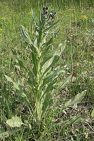 Cynoglossum officinale \ Gewhnliche Hundszunge / Hound's-Tongue, D Schwetzingen 12.5.2006