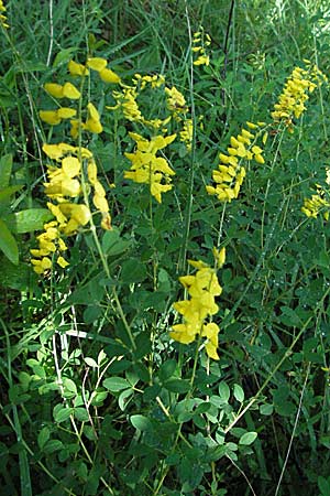 Cytisus nigricans \ Schwarzwerdender Geiklee / Black Broom, D Karlstadt 16.6.2007