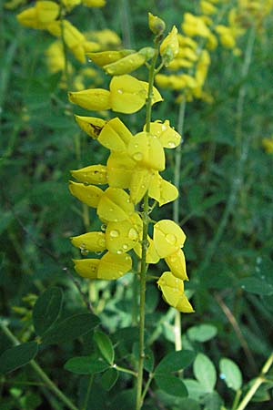 Cytisus nigricans \ Schwarzwerdender Geiklee / Black Broom, D Karlstadt 16.6.2007