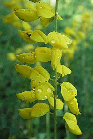 Cytisus nigricans \ Schwarzwerdender Geiklee / Black Broom, D Karlstadt 16.6.2007