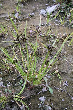 Cyperus fuscus \ Braunes Zypergras / Brown Flatsedge, D Philippsburg 25.8.2008