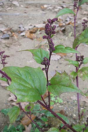 Chenopodium hybridum \ Bastard-Gnsefu, Stechapfelblttriger Gnsefu / Maple-Leaved Goosefoot, D Viernheim 30.10.2008
