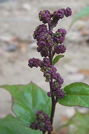 Chenopodium hybridum \ Bastard-Gnsefu, Stechapfelblttriger Gnsefu / Maple-Leaved Goosefoot, D Viernheim 30.10.2008