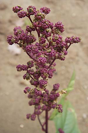 Chenopodium hybridum \ Bastard-Gnsefu, Stechapfelblttriger Gnsefu / Maple-Leaved Goosefoot, D Viernheim 1.11.2008