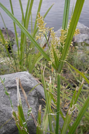 Cyperus esculentus \ Erdmandel-Gras / Chufa, Yellow Nut Sedge, D Mannheim 1.10.2009
